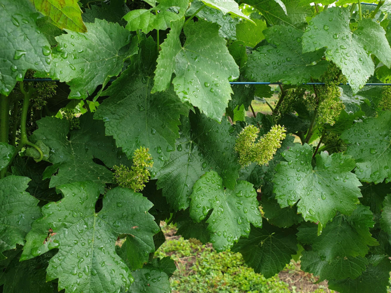 Growing Grapes